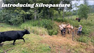 Sheep and Cows Meet Silvopasture [upl. by Storfer]