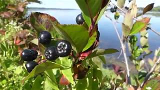 How to Identify Black Chokeberries [upl. by Prober]