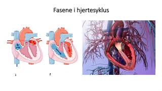 Sirkulasjonssystemet Fasene i hjertesyklus [upl. by Nnaycnan]