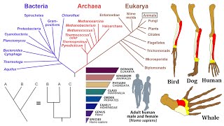 Evolutionary Biology Phylogenies Homology and Taxonomy [upl. by Ramin]