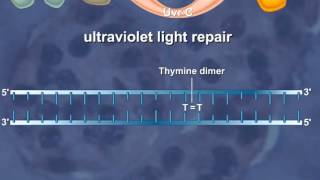 Nucleotide Excision Repair of the DNA HD Animation [upl. by Jaehne169]