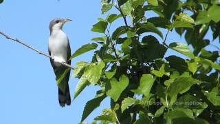 Yellowbilled Cuckoo flight slow motion May 2014 W Florida [upl. by Nylareg]