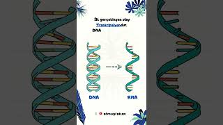 Transkripsiyon ve Translasyon Nedir  RNA ve Protein Sentezi  AYT Biyoloji  short biyoloji [upl. by Ranit860]