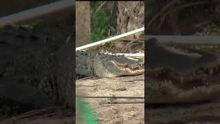 Alligator captured after biting man in Florida [upl. by Sinnoda]