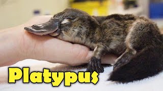 What Is A Platypus 10 Facts about the Platypus [upl. by Peacock254]