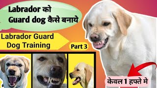 Labrador Ko Guard Dog Kaise Banaye  Labrador Guard Dog Training  Labra Ko Aggressive Kaise Banaye [upl. by Aleakcim42]