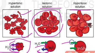 MZO001📚UNIT5📚👉 Osmosis💯👍 HypotonicIsotonic amp Hypertonic Solutions📚 💯✔️science ignou msczoology [upl. by Ariaj]