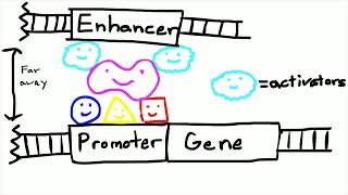 Promoters and Enhancers [upl. by Nuoras]