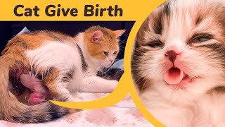 Cat Giving Birth to 5 Kittens With Complete Different Color [upl. by Putnam907]