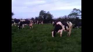 Holstein cows on a farm in Castlemaine Co Kerry while still grazing grass by day on 011113 [upl. by Sanoj]