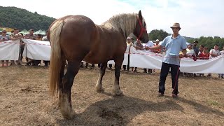 Parada cailor de la Suciu de Sus Maramures 30 Iulie 2022 Nou [upl. by Atinar]