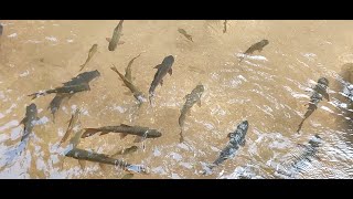 Thailand SORO BROOK CARP Phliu Waterfall Park FIsh Chanthaburi [upl. by Ecila]