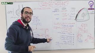 الغدة الكظرية 1  فيزيولوجيا قشر الكظر Adrenal Cortex physiology [upl. by Leummas]