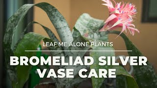 Bromeliad Silver Vase Urn Plant Care Guide Aechmea fasciata For Beginners [upl. by Stead]