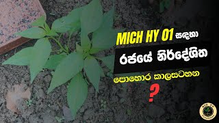 MICH HY 01 මිරිස් සදහා නිර්දේශිත පොහොර වර්ග සහා පොහොර යෙදිය යුතු කාලවකවානු miris wagawata pohora [upl. by Erehs]