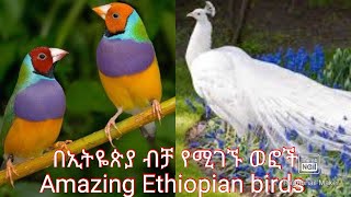 Amazing Ethiopian Birds በኢትዮጵያ ቢቻ የሚገኙ ድንቅ ወፎች። handnet [upl. by Durer912]