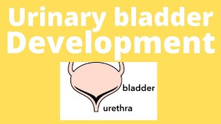 Urinary bladder embryology urinary bladder development Trigone of bladder urogenital sinus [upl. by Jahdal]