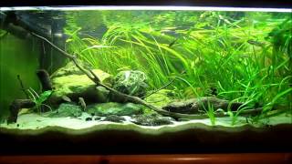 Ameca splendens amp Ilyodon whitei  250l or 66g [upl. by Anirhtak383]