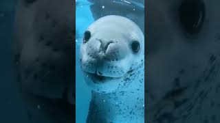 Leopard seal is a dangerous sea predator shorts [upl. by Nage]