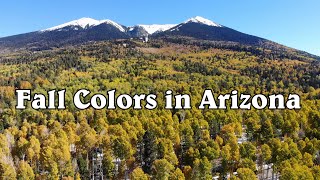 Aspen Corners Fall Colors in Flagstaff [upl. by Krenek]