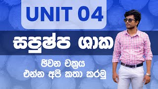 Anthophyta Life Cycle සපුෂ්ප ශාක ජීවන චක්‍රය  AL Biology Revision  Unit 4 biology advancedlevel [upl. by Kearney801]