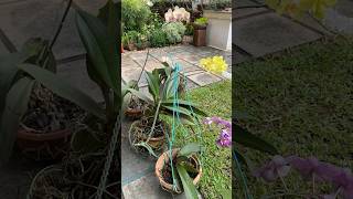 Phalaenopsis orchids jishnuuthaman home keralagarden gardening homegardens [upl. by Prentice161]