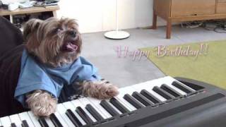 play that birthday keyboard dog [upl. by Grey]