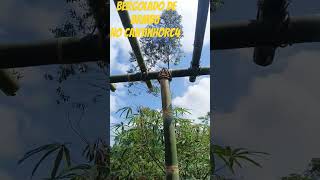 Pergolado de bambu sitio chacarapequena vidanaroça nossachacara pergolado [upl. by Artened]