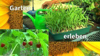 Garten erleben anfang August Wachstum Düngen und Symbiose von Tier und Pflanze [upl. by Enyahs292]