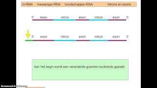 Bioplek Transcriptie [upl. by Nylzaj]