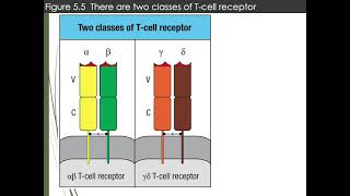 T Cell ReceptorAntigen Processing amp Presentation [upl. by Nuri]