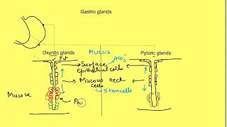 Gastric mucosa glandsoxyntic pyloric pitsStomach cell amp secretionHistology of stomachgastric [upl. by Jemy]