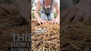 How I grow my own garden mulch for healthier soil [upl. by Crabb]