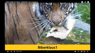 Tiger spielt mit seiner quot Badeentequot Zoo Augsburg [upl. by Haidabej]