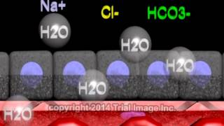 Cerebrospinal fluid  function production and circulation  animation by Dr Cal Shipley MD [upl. by Tucker]