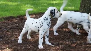 Dalmatian Puppies For Sale [upl. by Leirej969]