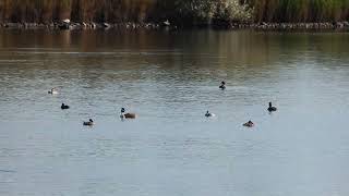 two blacknecked grebes among crested grebes [upl. by Lanie32]