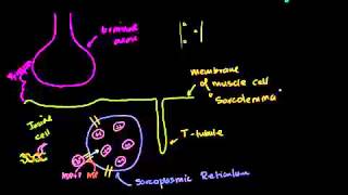 دور الشبكة البلازمية في الخلية العضلية [upl. by Leslie]