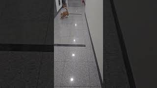 요상하게 뛰는 먼치킨고양이ㅎㅎ Munchkin cat running strangely 먼치킨고양이 munchkin [upl. by Tamas448]