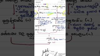 Selaginella life cycle in sinhala [upl. by Fabria]