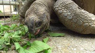 Aldabra Giant Tortoise Eating [upl. by Celisse]