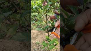 Prune a Tea Bush 😳 🤔 teaplantations shorts plantcare plants pruning viralshorts [upl. by Helsa]