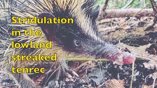 Lowland streaked tenrec stridulation in Masoala Madagascar [upl. by Javler]