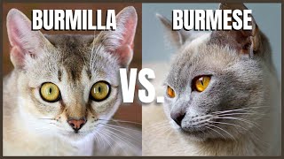 Burmilla Cat VS Burmese Cat [upl. by Neema]