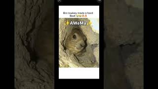 👹AwEwA👹 squirrel animals funny eagle subscribe pleasegoviral idontknowwhattoputhere meme [upl. by Odarnoc]