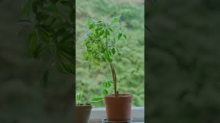 Zebra Snake Plant The Stunning Foliage In This Year snakeplantcare [upl. by Sidonnie]