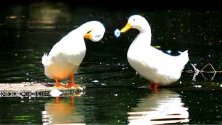 Ducks Quacking Loudly Really Loud White Duck Sound [upl. by Teik125]