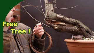 Collecting amp Growing a wild Cherry for Bonsai  Yamadori [upl. by Ahseikal]