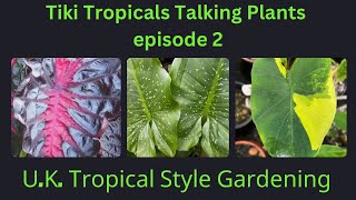 Talking Tropical Plants Zantedeschia and Colocasia [upl. by Eeliah]