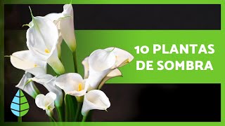 10 PLANTAS de SOMBRA para Interior y Exterior 🌸🌿 [upl. by Atsedom]